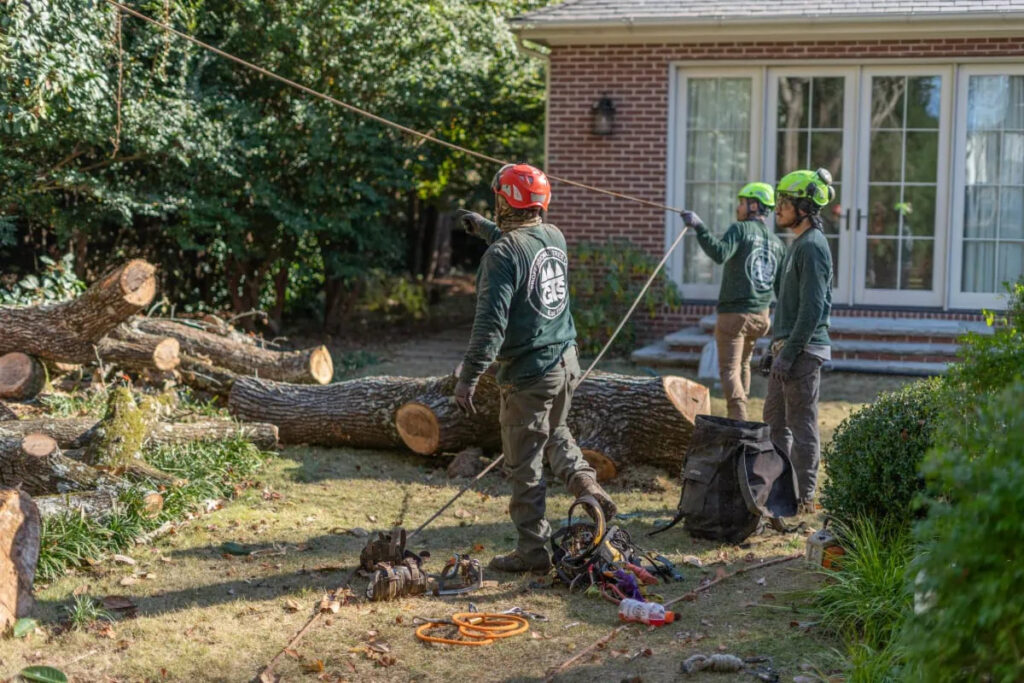 Gunnison Employees Chopping Down Trees.